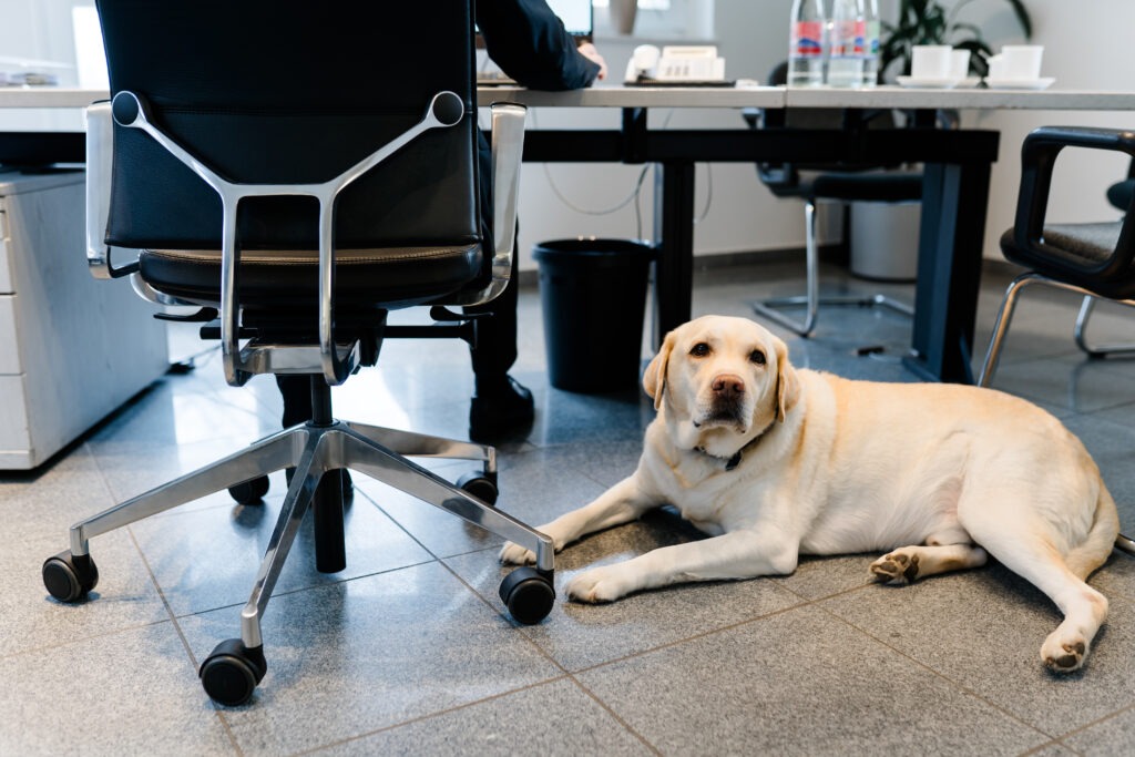 Karriere Steuerberater Meißen